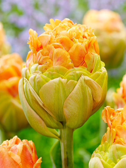 Tulip Giant Peach - Huge Peach Tulips - DutchGrown Exclusive