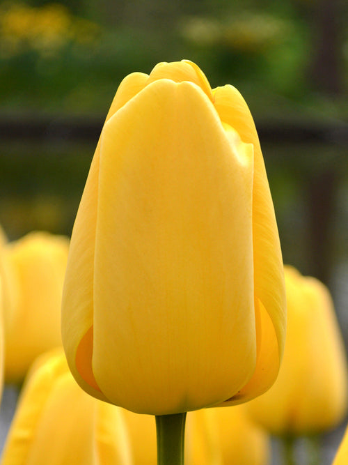 Tulip Bulbs Golden Parade