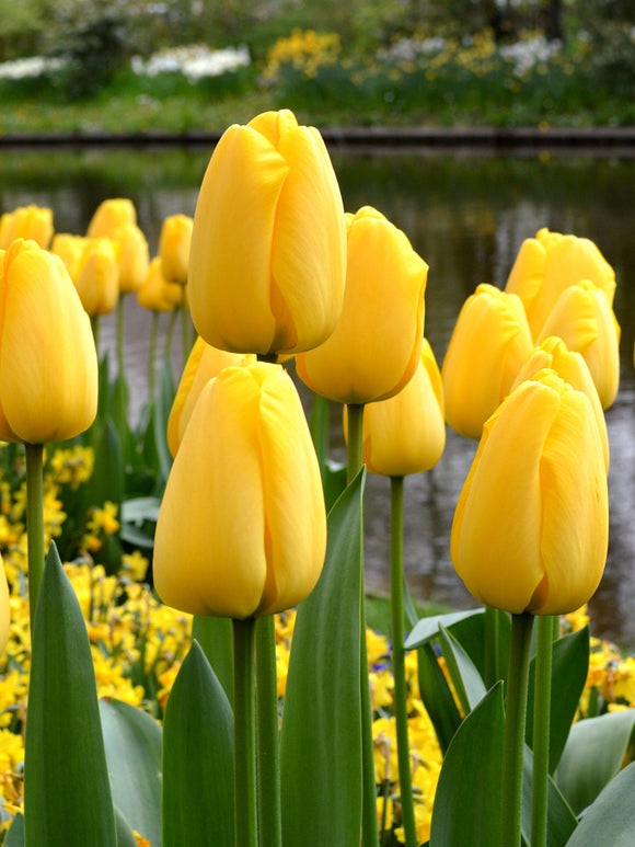 Golden Parade Tulip Bulbs UK Shipping
