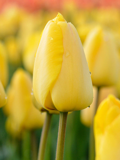 Large Yellow Tulips Golden Parade