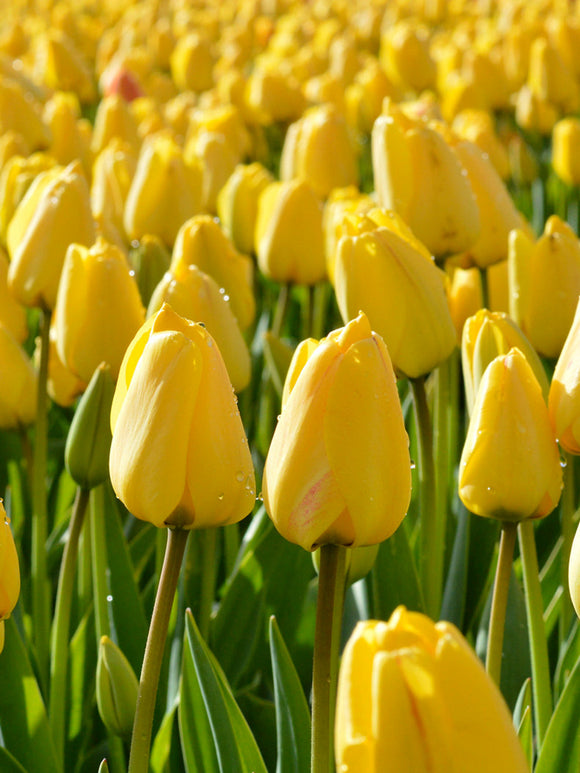 Buy Tulip Bulbs Golden Parade