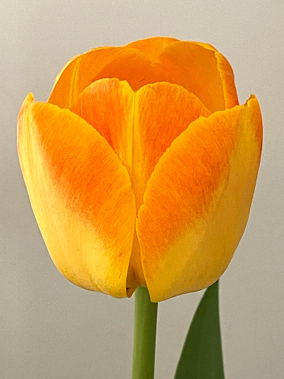 Tulip Goldfinch flower bulbs