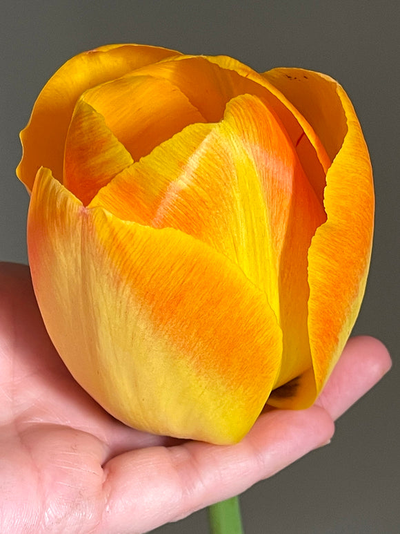 Buy Tulip Goldfinch Bulbs