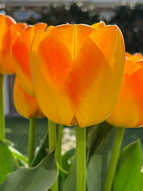 Tulip Goldfinch - Autumn shipping