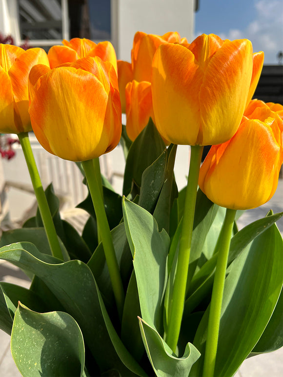 Tulip Goldfinch