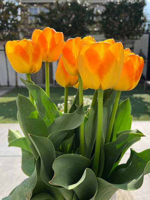 Tulip Goldfinch - DutchGrown