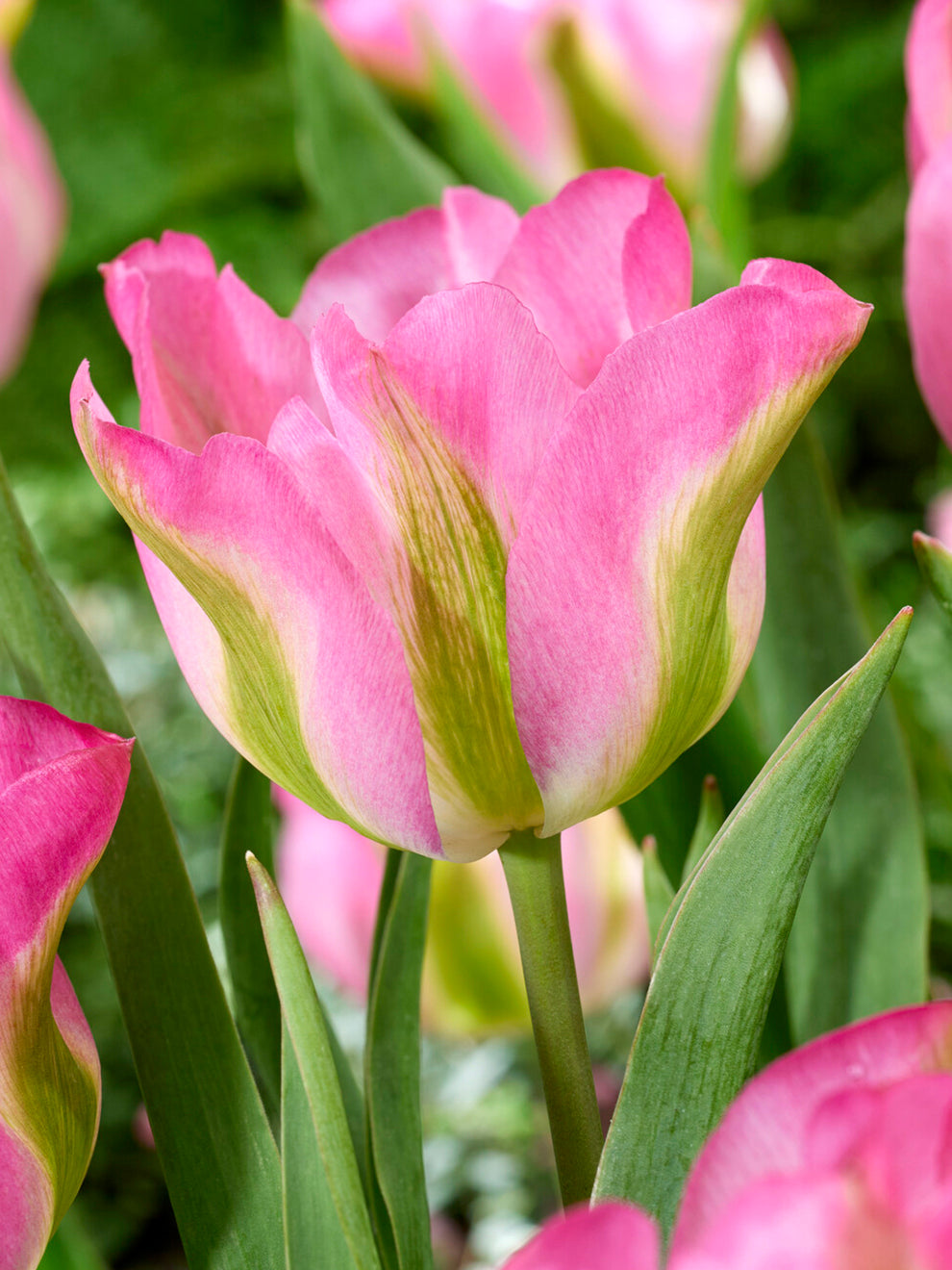 Real Tuli Tulip bulbs Greenland | DutchGrown™