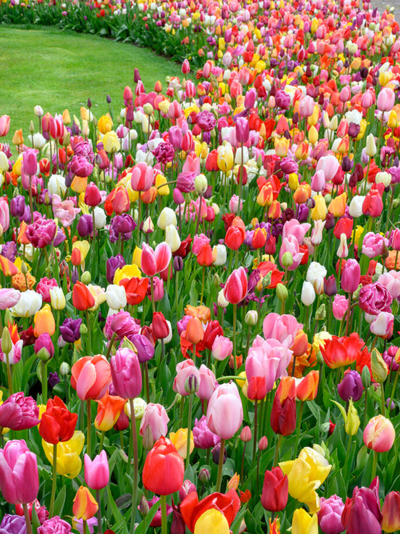 Triumph Tulip Bulb Mix