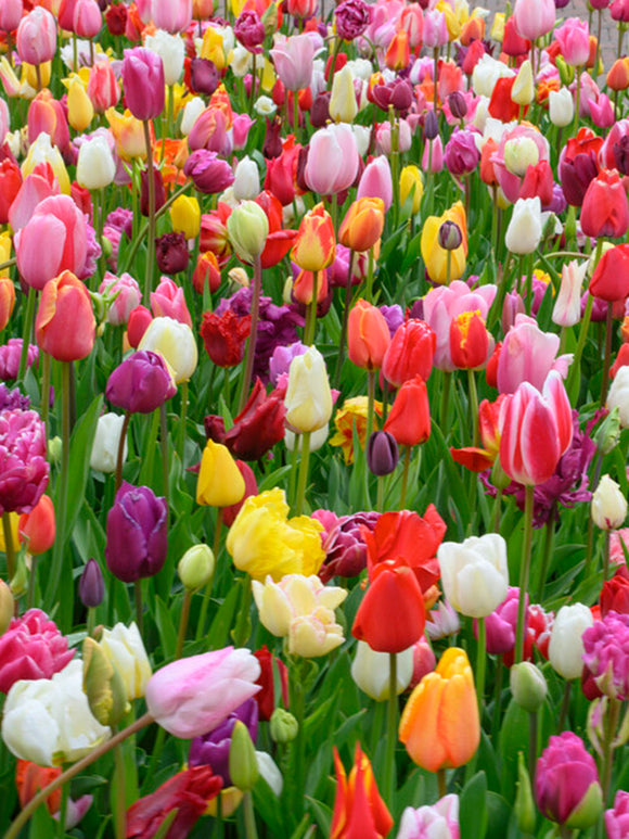 Triumph Tulip Bulb Mix