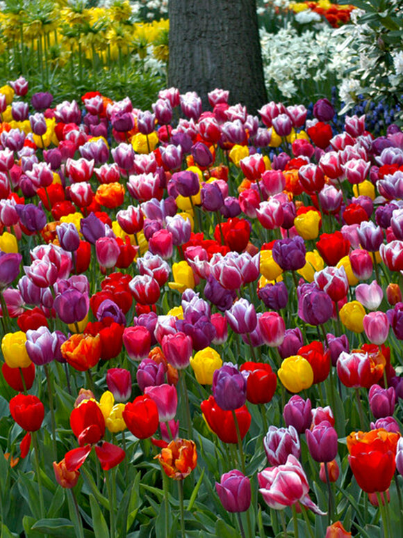 Triumph Tulip Bulb Mix