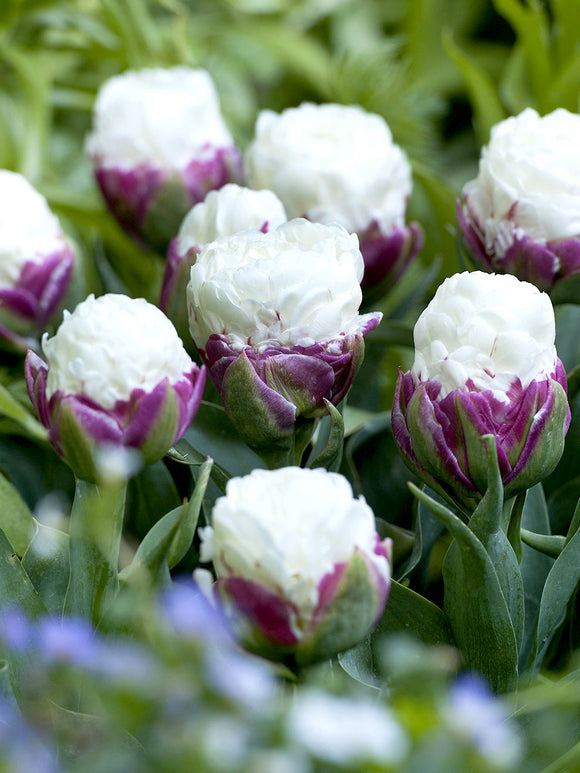 Tulip ice cream bulbs delivery to the UK