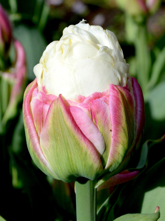 Tulip Ice Cream - Exclusive Flower Bulbs by DutchGrown