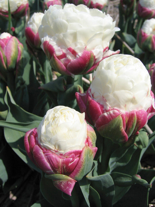 Buy Ice Cream Tulips from Holland