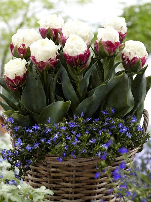 Buy Ice Cream Tulip Flower Bulbs for delivery in the UK