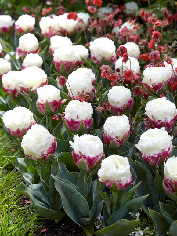 Tulip ice cream bulbs - Gardening with Tulip Bulbs