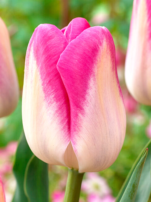 Buy Tulip Bulbs Innuendo