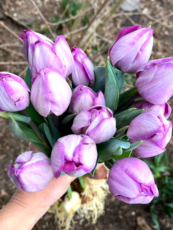 Tulip Bulbs Jacuzzi - Purple Silver Coloured Tulips