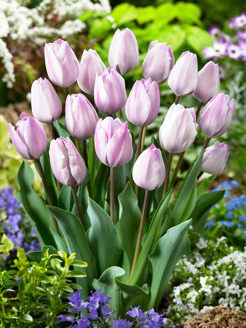 Tulip Jacuzzi
