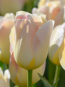 Tulip Jade Maiden