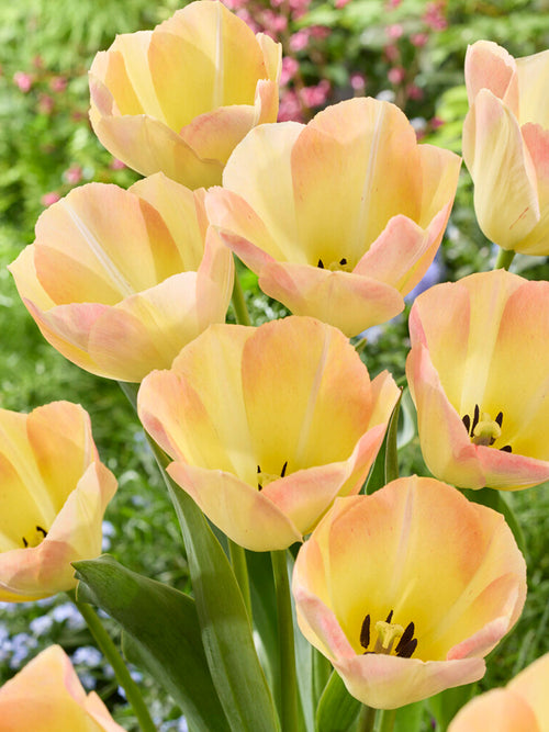 Tulip Jade Maiden