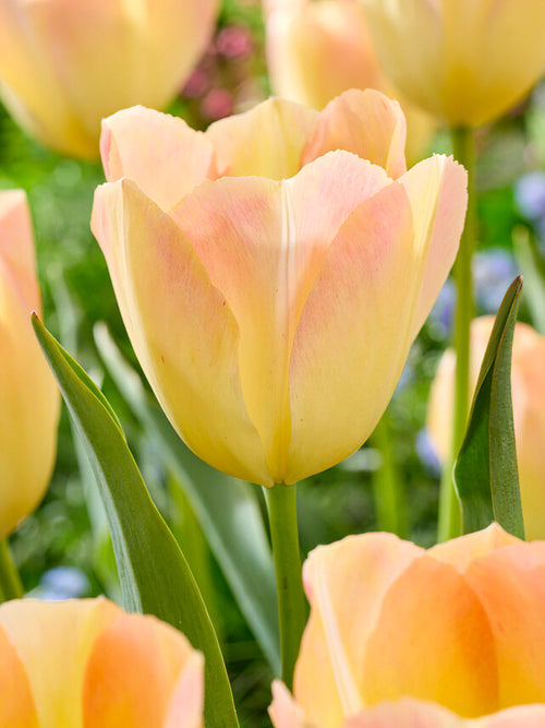 Tulip Jade Maiden