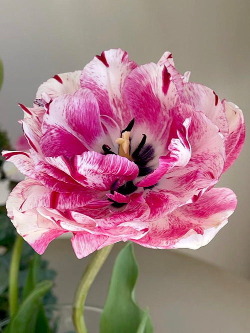 Unique Tulip Bulbs Jonquieres - UK Delivery