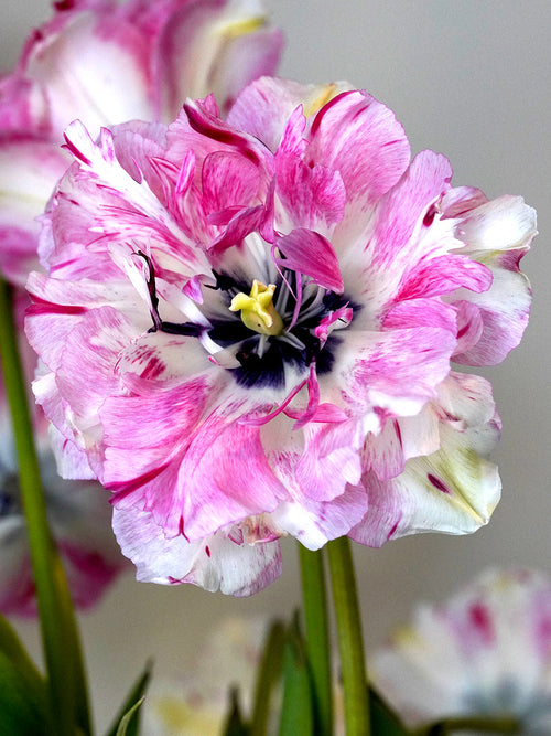 Exclusive Unique Tulip Bulbs Jonquieres - Pink/White/Cherry 