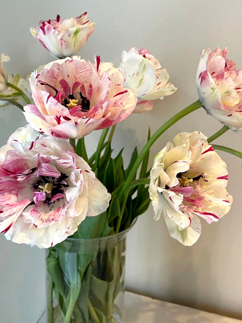 Tulip Bulbs Jonquieres from Holland