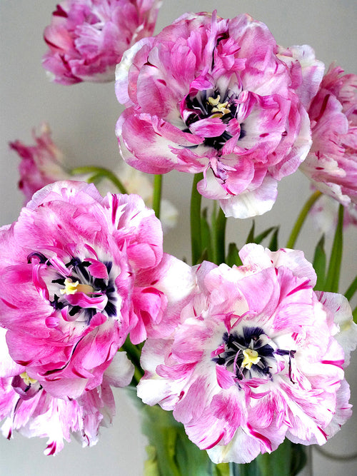 White and Cherry coloured Tulips shipping to the UK