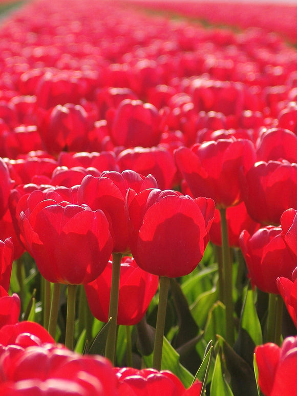 Tulip Jumbo Cherry Flower Bulbs