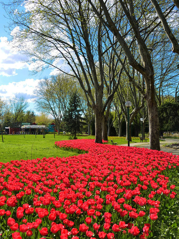 Tulip Jumbo Cherry Fall Planted Flower Bulbs for Gardening