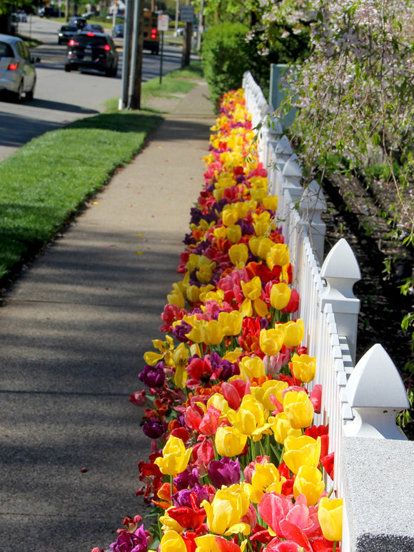 Darwin Tulip Bulb Mix - Tulip Bulbs