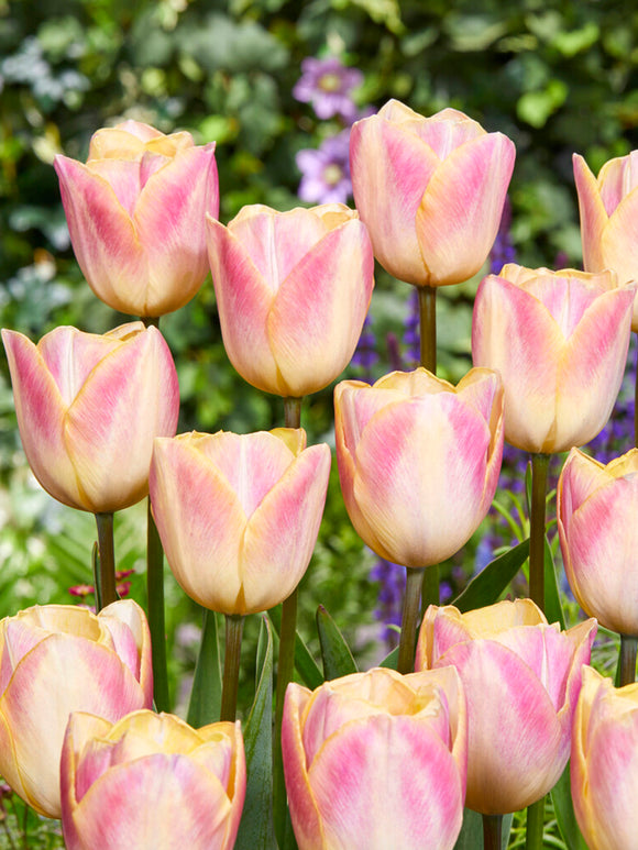 Tulip Jumbo Jet bulbs