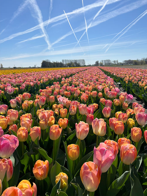 Tulip Jumbo Jet flower bulbs