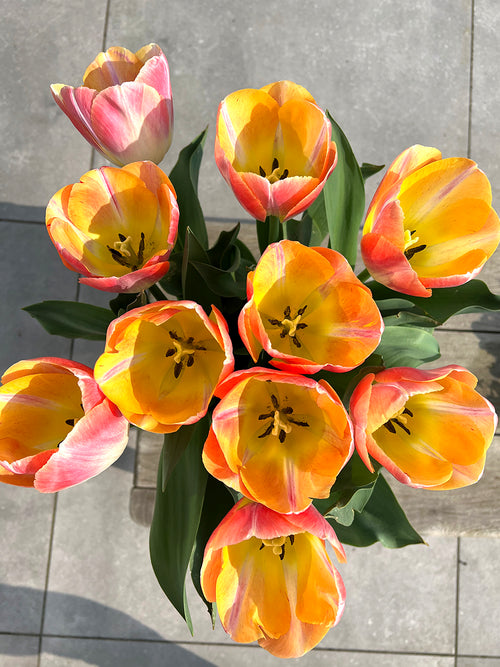 Buy Tulip Jumbo Jet 