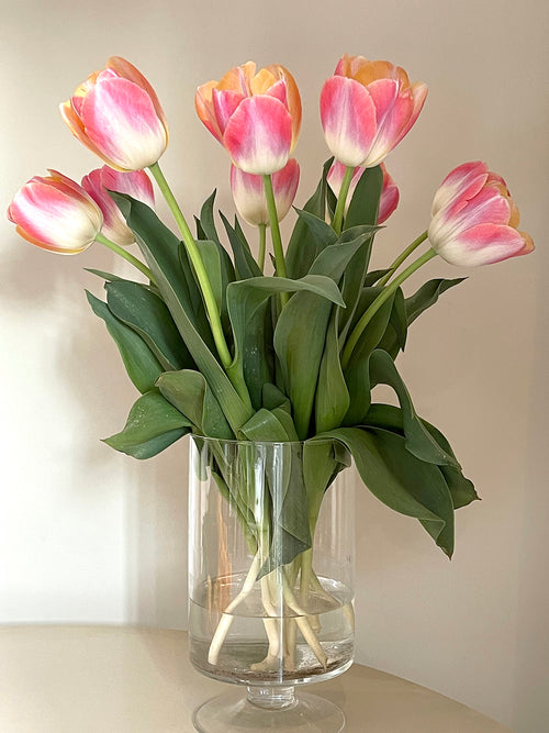 Tulip Jumbo Jet - Autumn shipping