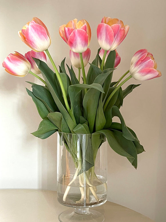 Tulip Jumbo Jet - Autumn shipping