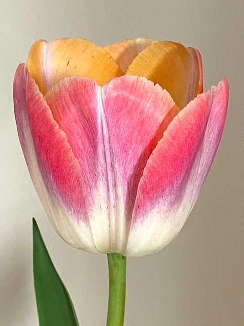 Tulip Jumbo Jet bulbs