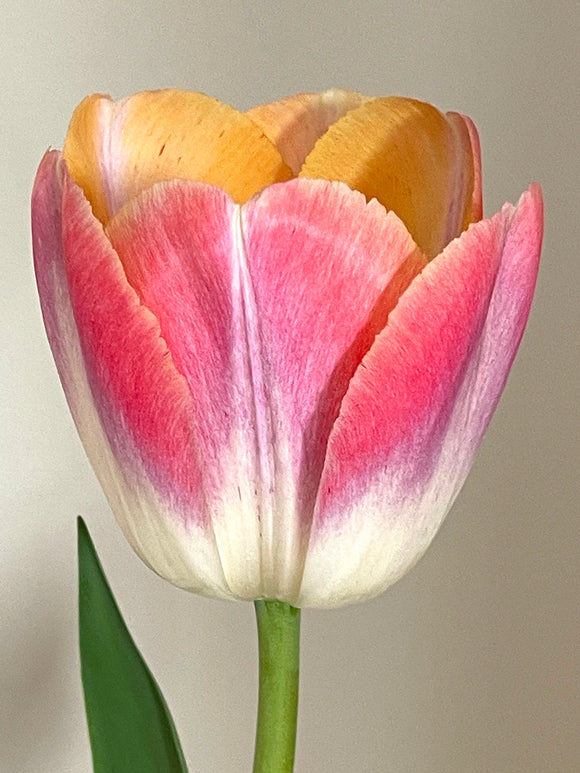 Tulip Jumbo Jet bulbs