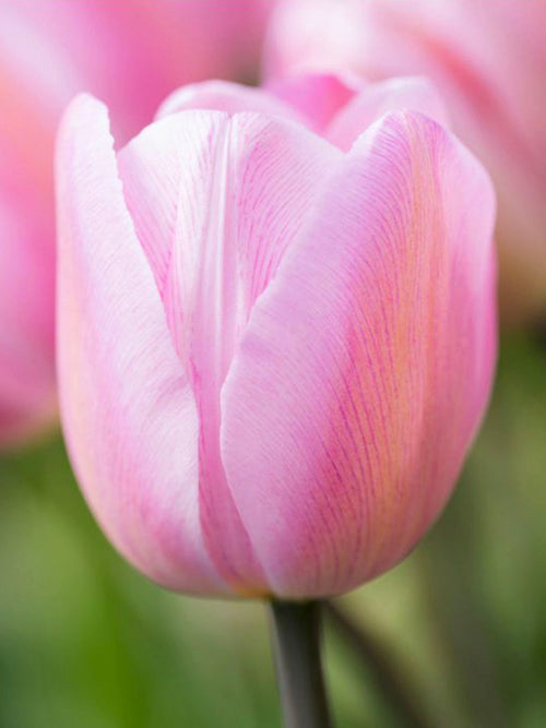 Tulip Jumbo Pink - Huge Tulip Flowers 