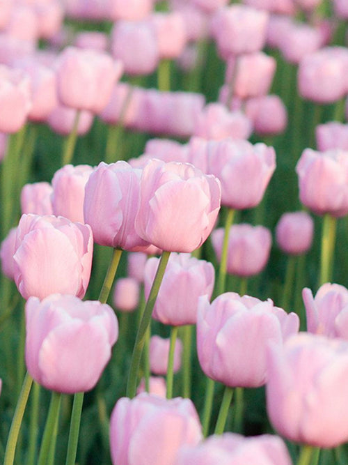 Tulip Jumbo Pink - Autumn Planted Flower Bulbs - Huge Flowers