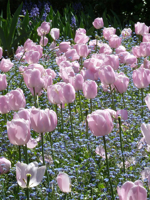 Tulip Jumbo Pink - Huge Tulip Flowers 