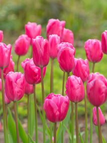 Tulip Jumbo Pink