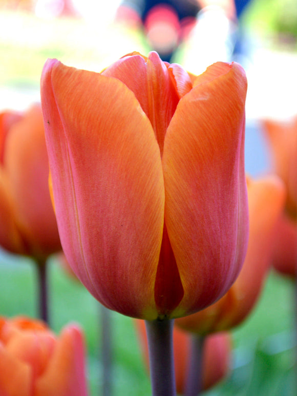 Tulip Bulbs King's Orange