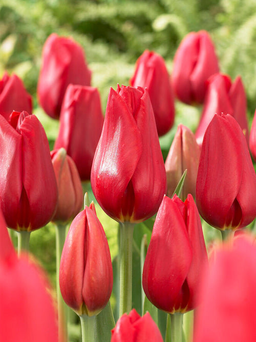 Tulip Flower Bulbs Kingsblood - Delivery UK