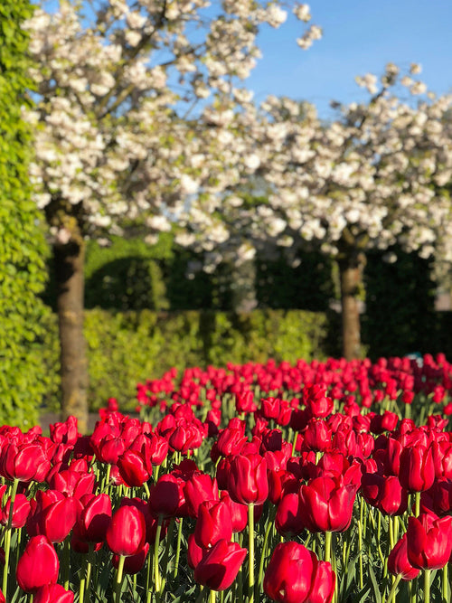 Tulip Bulbs - Kingsblood