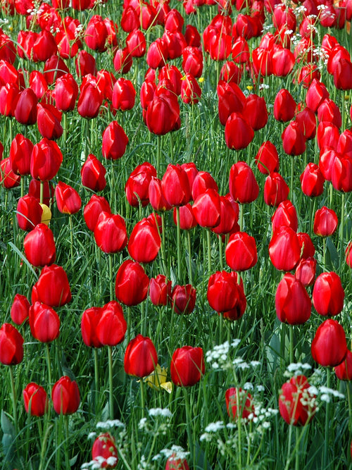 Tulip Bulbs - Kingsblood