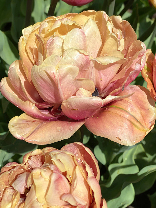 Tulip Bulbs - La Belle Epoque - Buy Tulip Bulbs