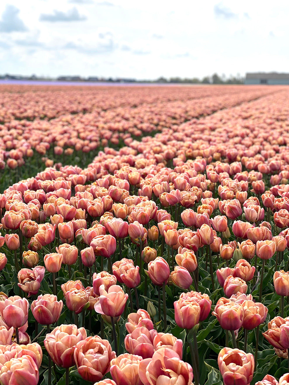 La Belle Epoque, Tulipe double, tardive, 5 bulbes - Bulbes à fleurs automne  / Tulipes - Samen-Mauser