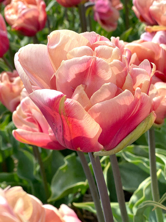 Tulip Bulbs La Belle Epoque | UK DELIVERY